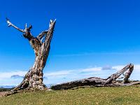 Totholz ragt in den blauen Himmel - Fanal Hochebene